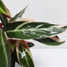 Triostar (Stromanthe Sanguinea) - Greensouq - 