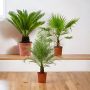 Tropical Palm Trio: 3 - Piece Palm Bundle - Greensouq - 