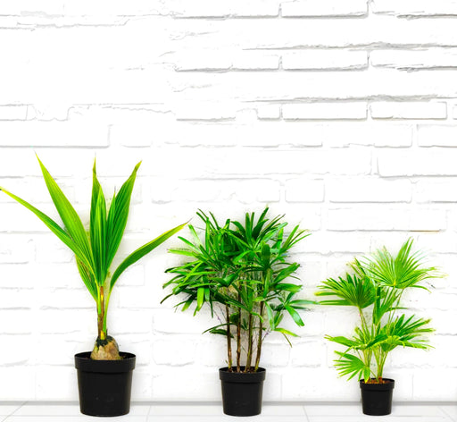 Tropical Palms Trio - Greensouq - 