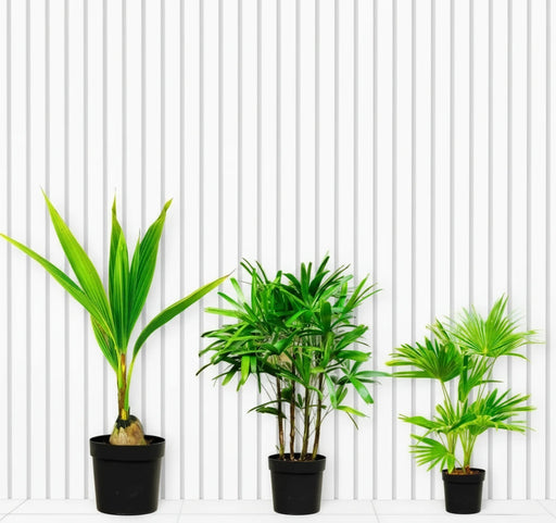3x Tropical Palms / Tropical Palms Trio Set - Greensouq -