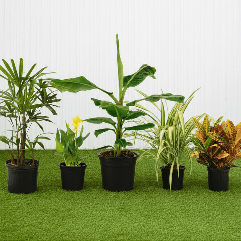 Tropical Plants Bundle - Lush Exotic Garden Collection - (Banana Tree | Canna | Croton | Pandanus | Lady Palm) - Greensouq -