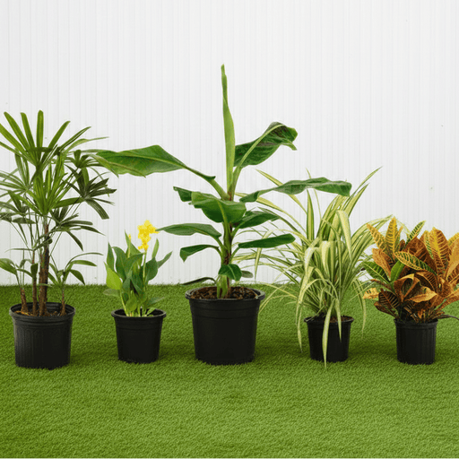 Tropical Plants Bundle - Lush Exotic Garden Collection - (Banana Tree | Canna | Croton | Pandanus | Lady Palm) - Greensouq -