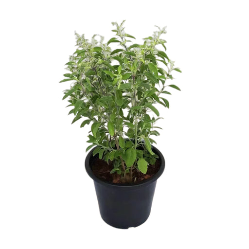 tulsi plant