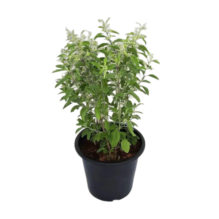 tulsi plant