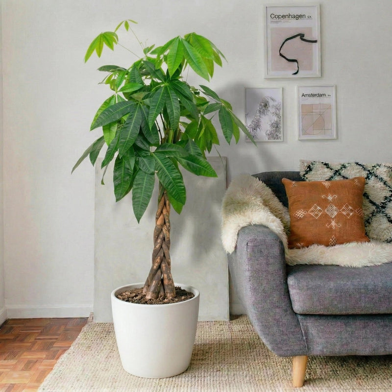 Twisted Money Tree - Pachira Aquatica (130 - 150cm) | UAE's Best - Selling Houseplant! - Greensouq - 