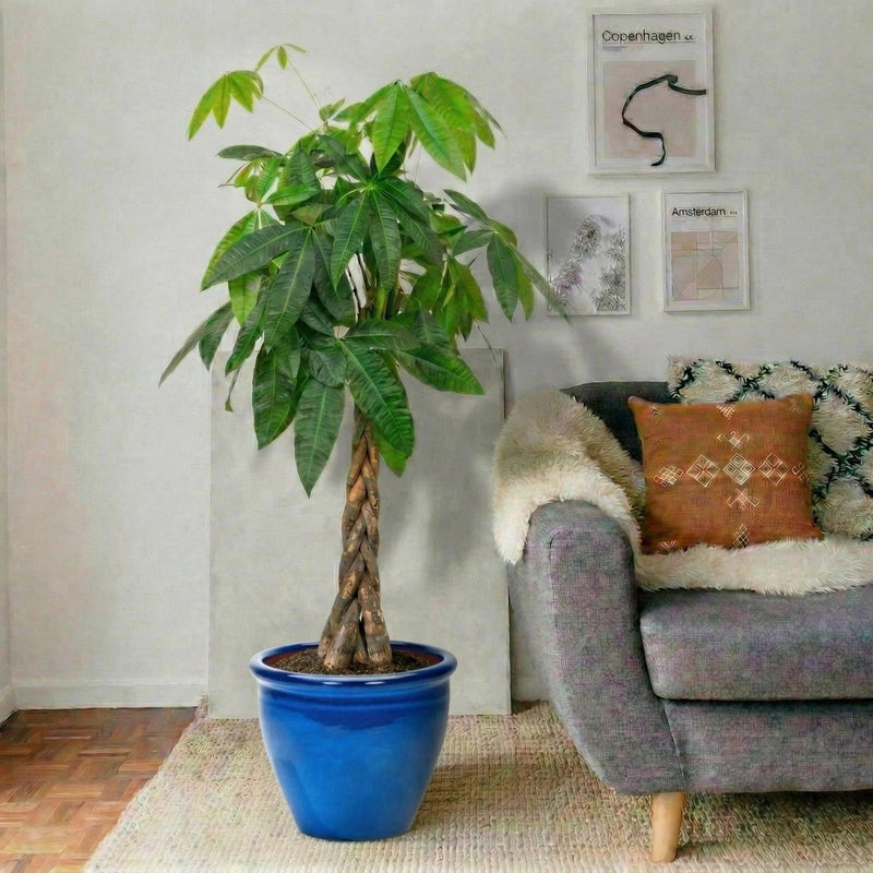 Twisted Money Tree - Pachira Aquatica (130 - 150cm) | UAE's Best - Selling Houseplant! - Greensouq - 