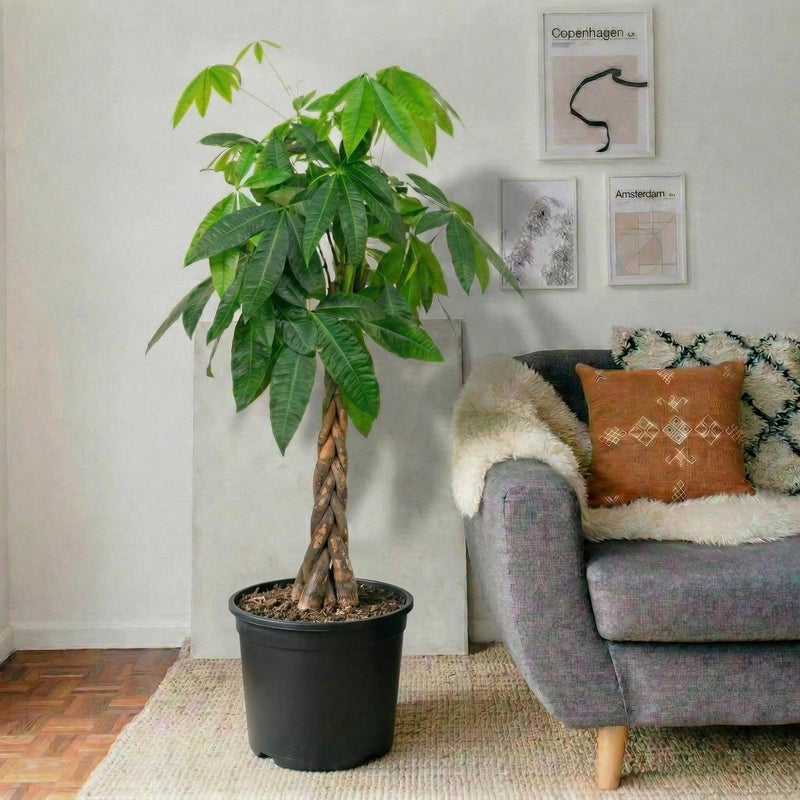 Twisted Money Tree - Pachira Aquatica (130 - 150cm) | UAE's Best - Selling Houseplant! - Greensouq - 