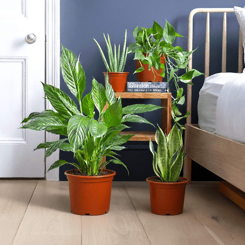 Ultimate Bedroom Air Purifying Collection (Peace Lily 50 - 60cm, Snake Plant 25 - 35cm, Variegated Money Plant 10 - 20cm, Aloe Vera 25 - 35cm) - Greensouq - 