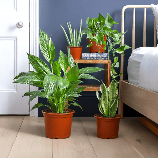 Ultimate Bedroom Air Purifying Collection (Peace Lily 50 - 60cm, Snake Plant 25 - 35cm, Variegated Money Plant 10 - 20cm, Aloe Vera 25 - 35cm) - Greensouq - 