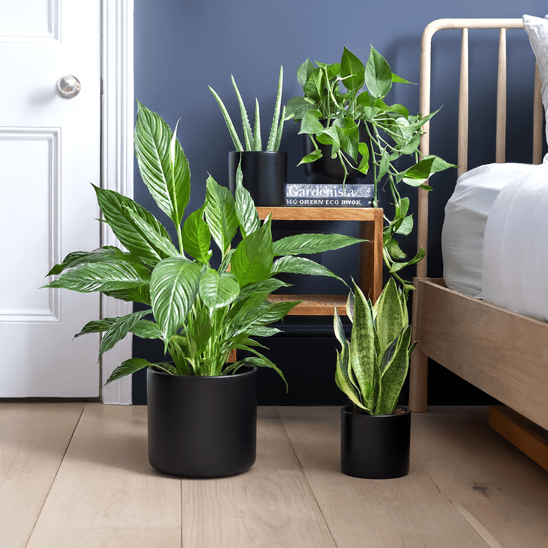 Ultimate Bedroom Air Purifying Collection (Peace Lily 50 - 60cm, Snake Plant 25 - 35cm, Variegated Money Plant 10 - 20cm, Aloe Vera 25 - 35cm) - Greensouq - 