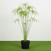 Umbrella Sedge - Cyperus Alternifolius | Dubai Good Greens! - Greensouq - 