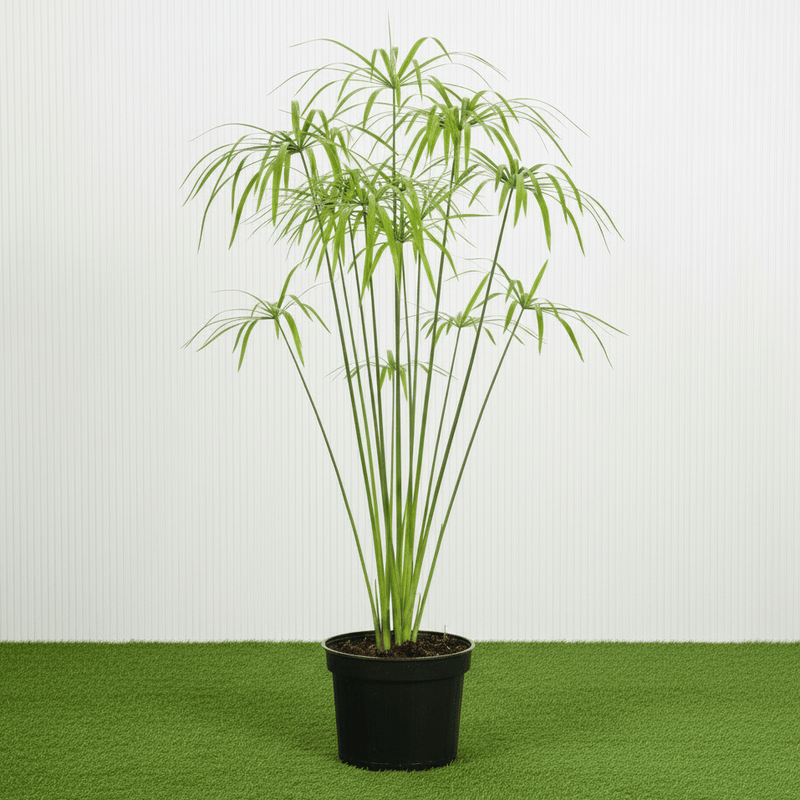 Umbrella Sedge - Cyperus Alternifolius | Dubai Good Greens! - Greensouq - 