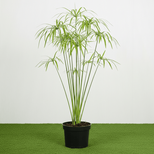 Umbrella Sedge - Cyperus Alternifolius | Dubai Good Greens! - Greensouq - 