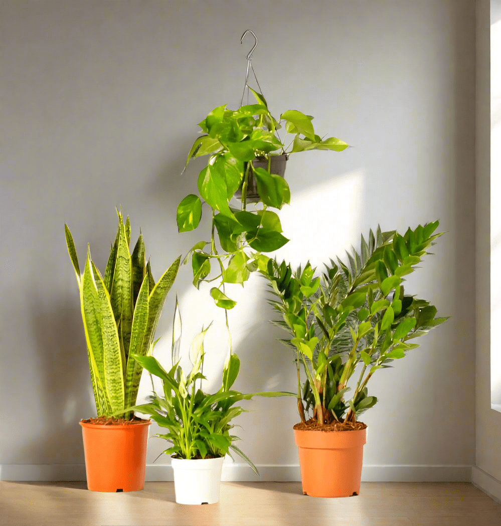 home depot large indoor plants Palm - Majesty