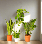 Unkillable Plants Set (Sansevieria, Zz Plant, Peace Lily, Hanging Money Plant) - Greensouq - 
