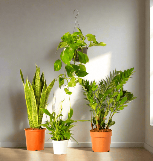 Unkillable Plants Set (Sansevieria, Zz Plant, Peace Lily, Hanging Money Plant) - Greensouq - 