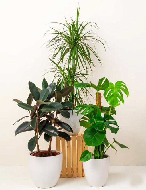Urban Jungle Plants Bundle - Greensouq - 