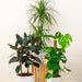 Urban Jungle Plants Bundle - Greensouq - 