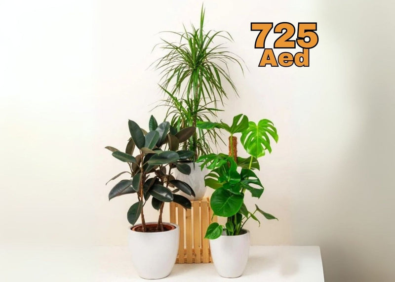Urban Jungle Plants Bundle in White Ceramics Pot (Monstera Deliciosa 70 - 90cm, Ficus Elastica 80 - 100cm, Dracaena Marginata 90 - 100cm) - Greensouq - 