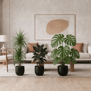 Urban Jungle Plants Bundle in White Pot 100-120cm all plants(Monstera huricane, Ficus rubber, Dracaena Marginata) | UAE's Lush Greens! - Greensouq - indoor