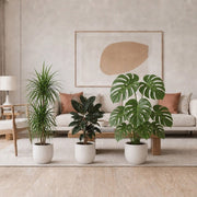 Urban Jungle Plants Bundle in White Pot 100-120cm all plants(Monstera huricane, Ficus rubber, Dracaena Marginata) | UAE's Lush Greens! - Greensouq - indoor