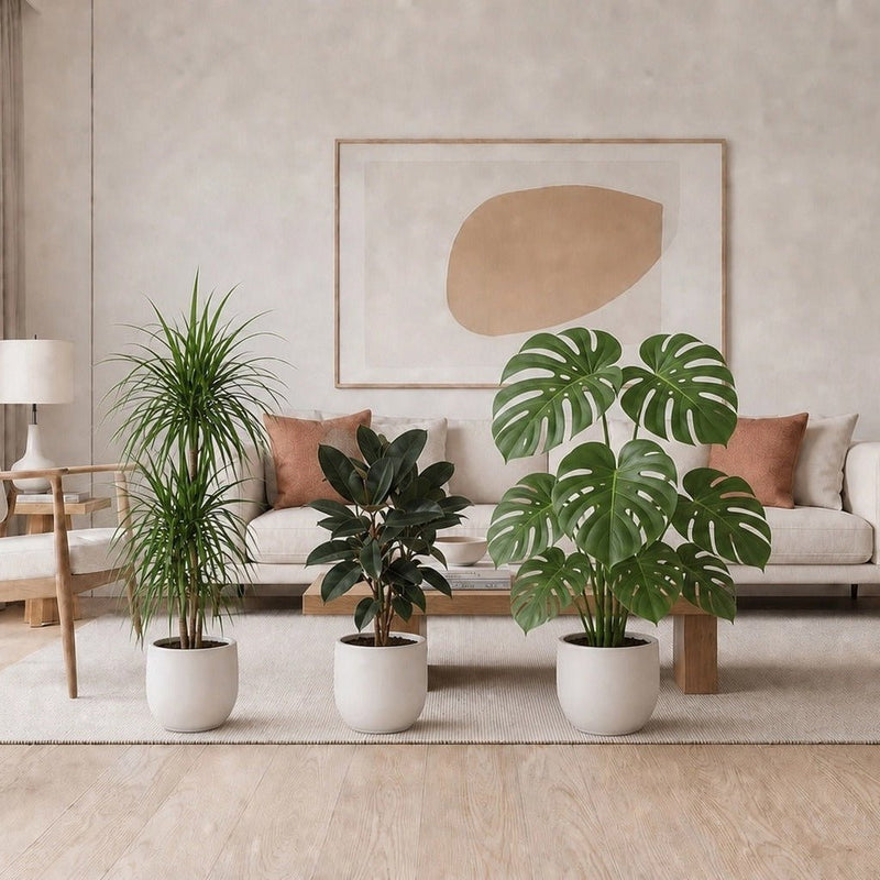 Urban Jungle Plants Bundle in White Pot 100-120cm all plants(Monstera huricane, Ficus rubber, Dracaena Marginata) | UAE's Lush Greens! - Greensouq - indoor