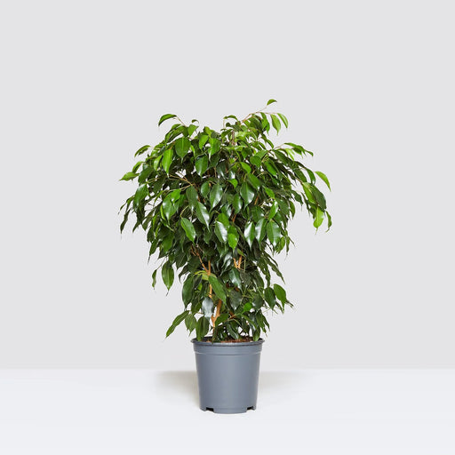 Ficus benjamina “Weeping Fig”
