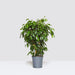 Ficus benjamina “Weeping Fig”