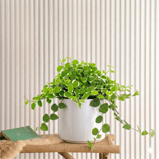 Variegated Creeping Fig (Ficus Pumila) | Limited Edition 10 - 15cm spread - Greensouq - 