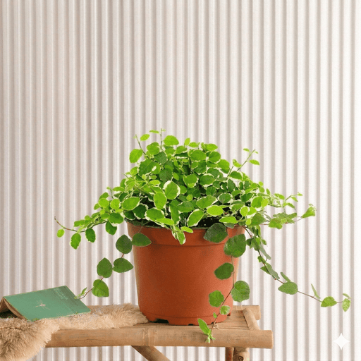 Variegated Creeping Fig (Ficus Pumila) | Limited Edition 10 - 15cm spread - Greensouq - 