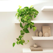 Variegated Hanging Money Plant "Epipremnum Aureum" - Greensouq - 
