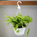 Variegated Hanging Money Plant "Epipremnum Aureum" - Greensouq - 