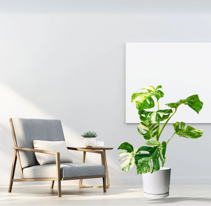 Variegated Monstera Deliciosa Thai Constellation | 70 - 90cm - Greensouq - 