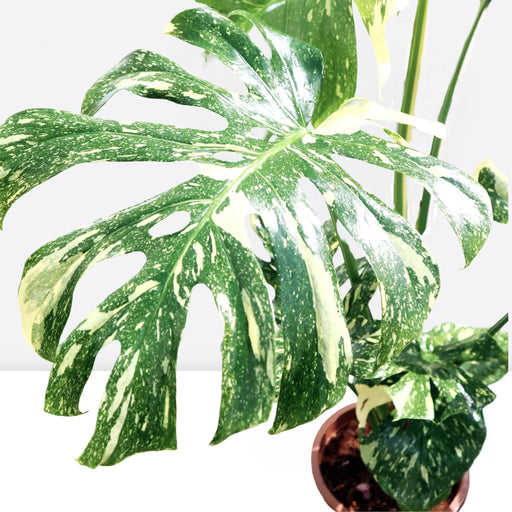 Variegated Monstera Deliciosa Thai Constellation | 70 - 90cm - Greensouq - 
