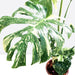 Variegated Monstera Deliciosa Thai Constellation | 70 - 90cm - Greensouq - 