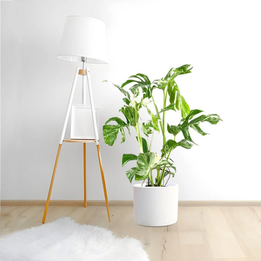 Variegated Monstera Deliciosa Thai Constellation | 70 - 90cm - Greensouq - 