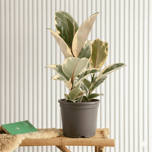 Variegated Rubber Plant | Ficus Elastica Tineke - Greensouq - 