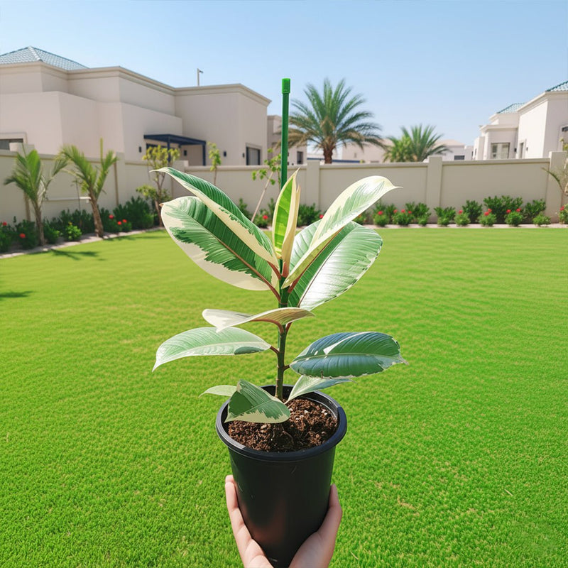 Variegated Rubber Plant | Ficus Elastica Tineke - Greensouq - 