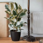 Variegated Rubber Plant | Ficus Elastica Tineke - Greensouq - 