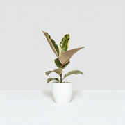 Variegated Rubber Plant | Ficus Elastica Tineke - Greensouq - 
