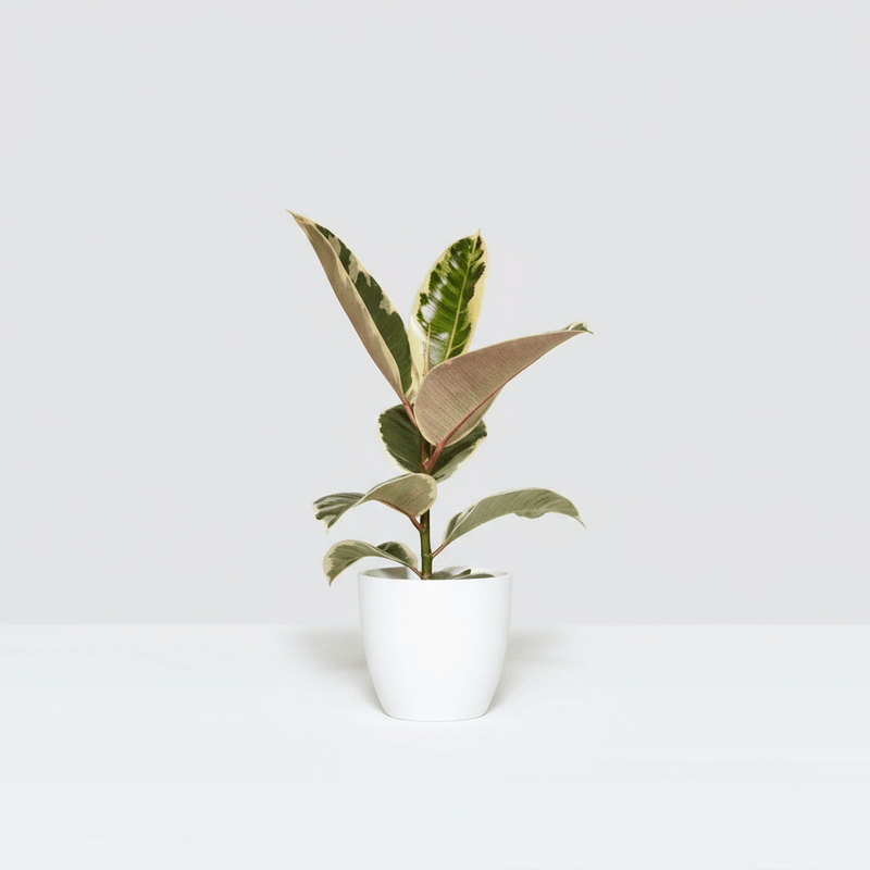 Variegated Rubber Plant | Ficus Elastica Tineke - Greensouq - 