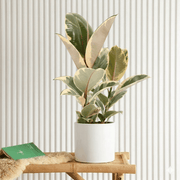 Variegated Rubber Plant | Ficus Elastica Tineke - Greensouq - 