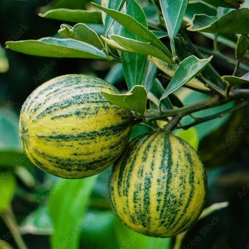 Variegated Sweet Malta Lemon| 1m - 1.2m - Greensouq - 