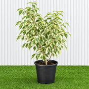 Variegated Weeping Fig 35 - 50cm | Dubai Gardening! outdoor - Greensouq -