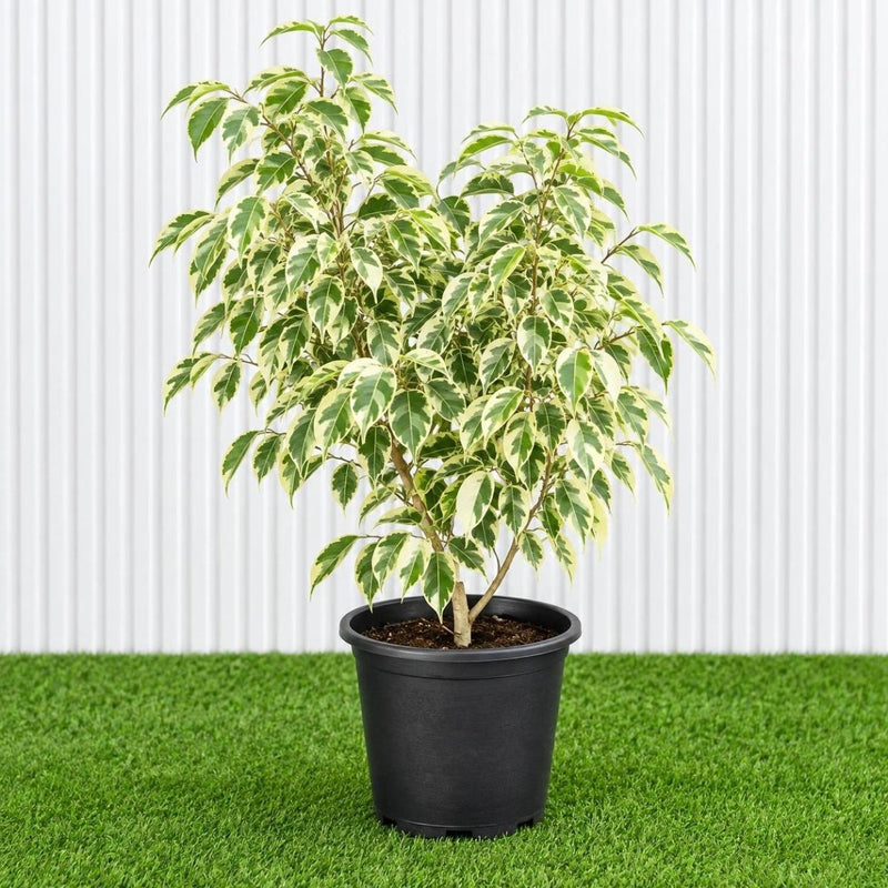 Variegated Weeping Fig 35 - 50cm | Dubai Gardening! outdoor - Greensouq -