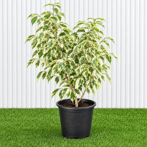 Variegated Weeping Fig 35 - 50cm | Dubai Gardening! outdoor - Greensouq -