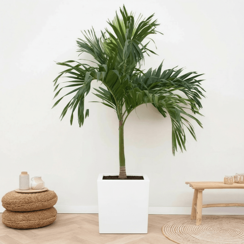 Veitchia Merrillii "Manila Palm" 1.8 - 2.0 Grp Square Pot 50x50 - Greensouq - 
