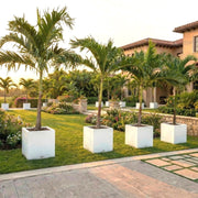 Veitchia Merrillii "Manila Palm" 1.8 - 2.0 Grp Square Pot 50x50 - Greensouq - 