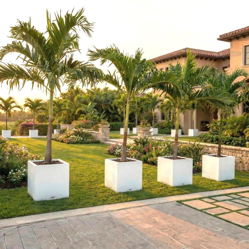 Veitchia Merrillii "Manila Palm" 1.8 - 2.0 Grp Square Pot 50x50 - Greensouq - 