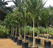 Veitchia Merrillii "Manila Palm" - Greensouq - 